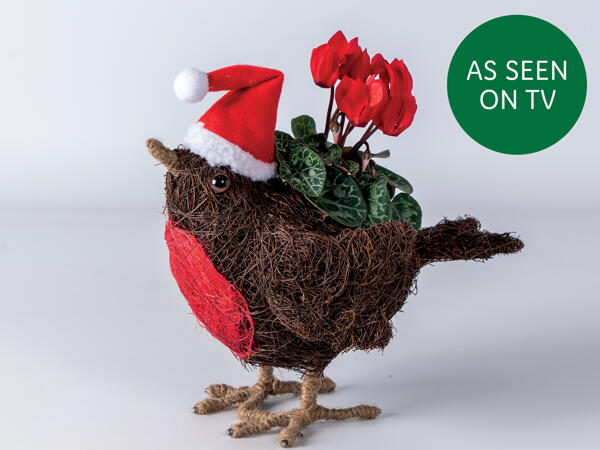 Sisal Robin Planter with Cyclamen