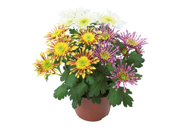 Chrysanthemums