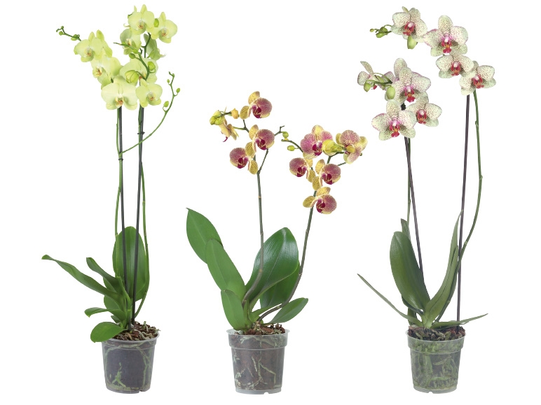 Phalaenopsis 2-Trieber