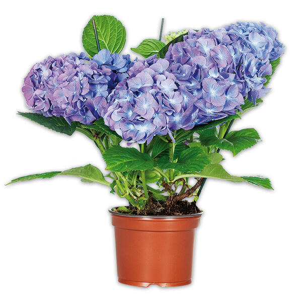 Hortensie XL