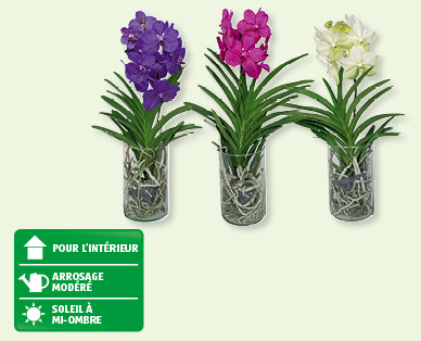 Orchidée Vanda