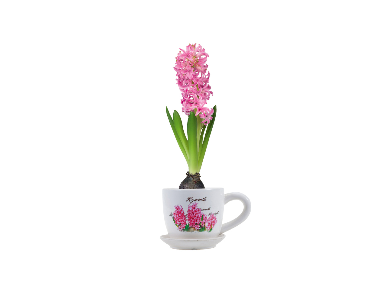 Hyacinth in Teacup 1