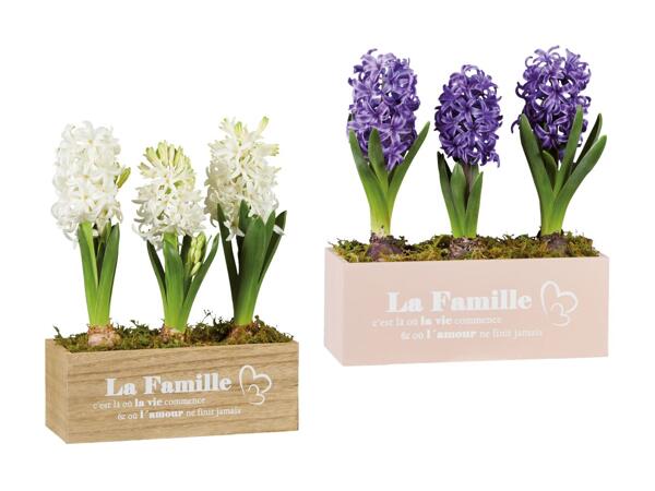 Bac de jacinthes "La Famille"