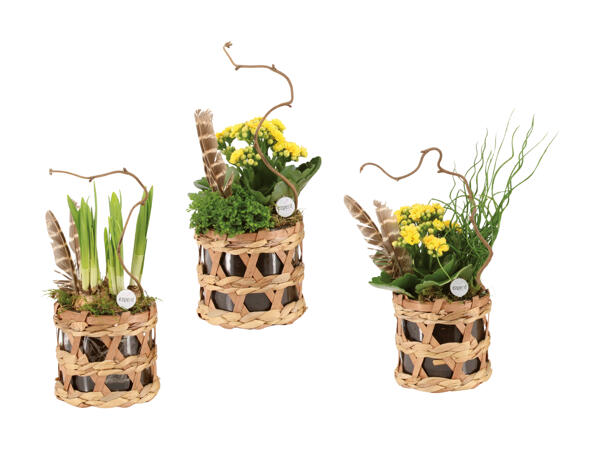 Piante a inflorescenza in bicchiere di Pasqua