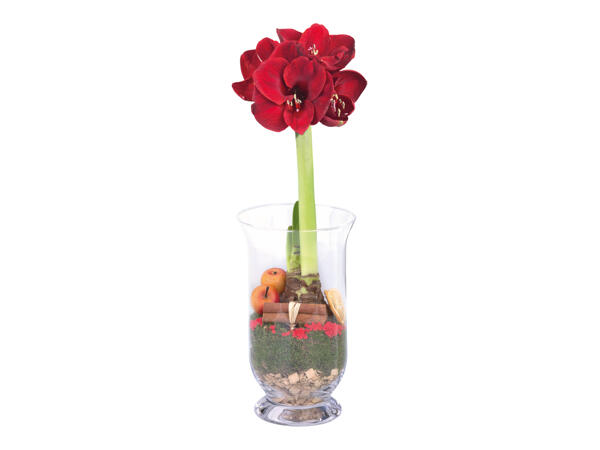 Amaryllis in Glass Vase