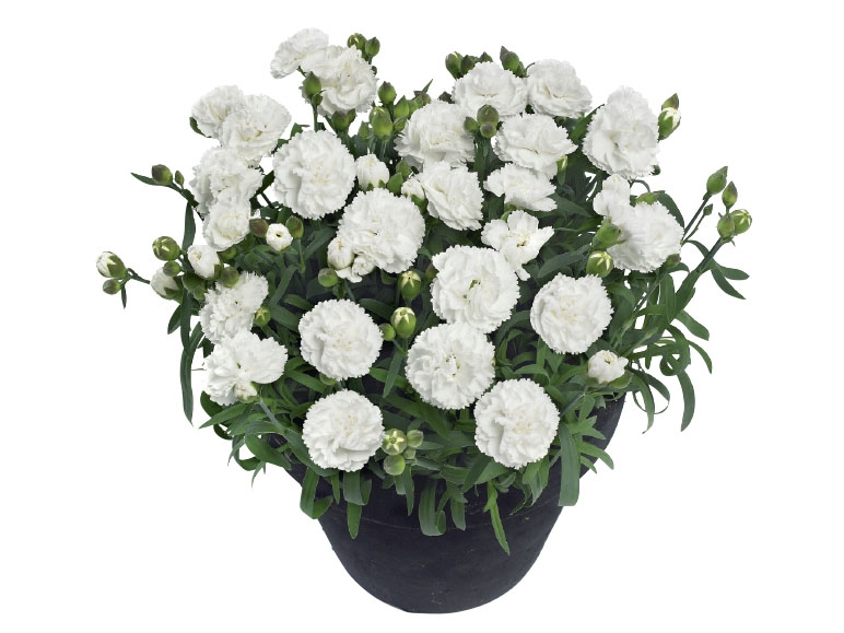 Dianthus