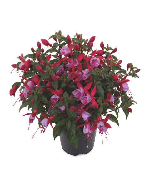 Bella Fuchsia 4 Pack