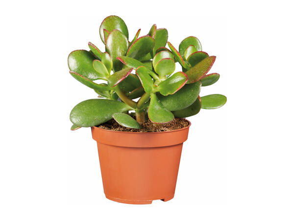 Succulents