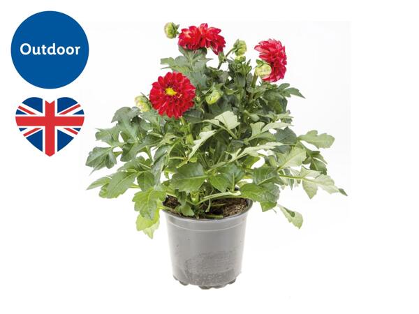 British Dahlia