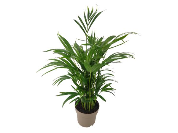 Green Plants