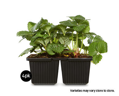 Vegetable Seedlings 4pk