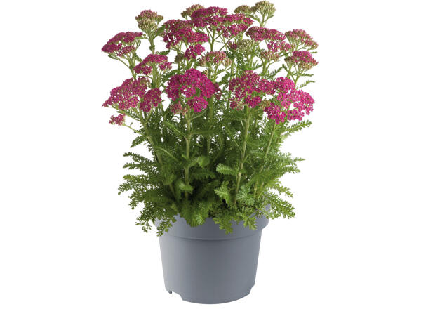 Tausendblatt (Achillea)