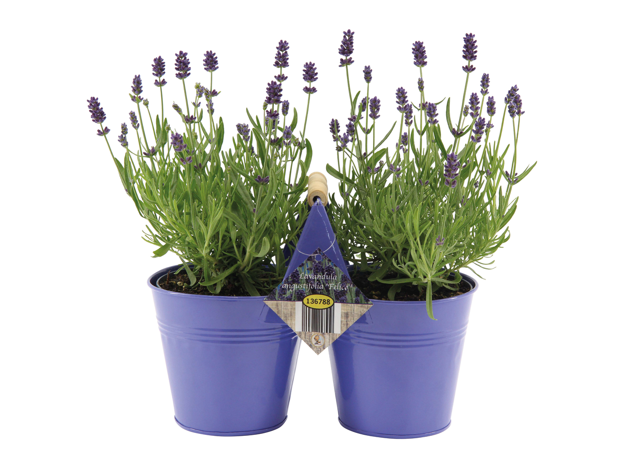 Lavande angustifolia dans un pot jumeau en zinc