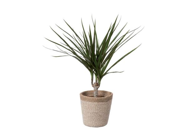 Small Plant in Woven Basket