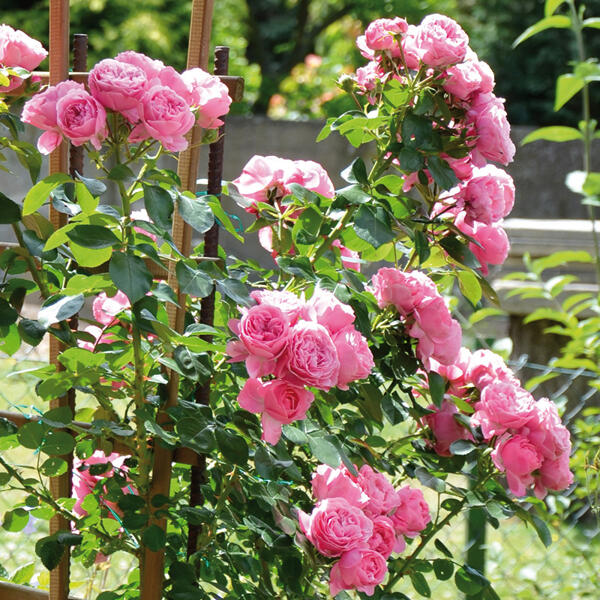 Gartenrosen