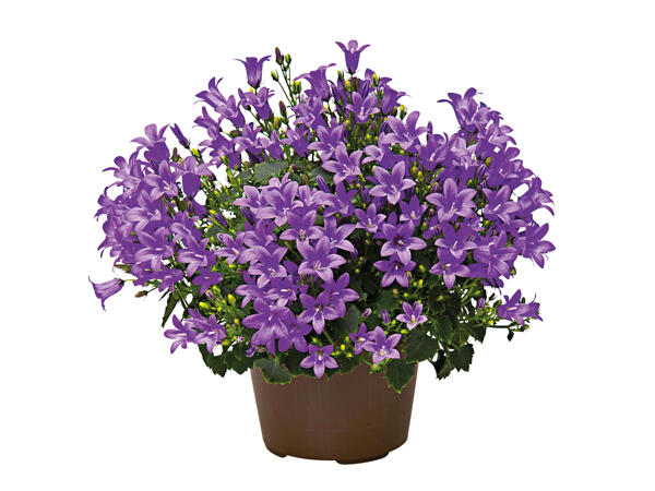 Campanula