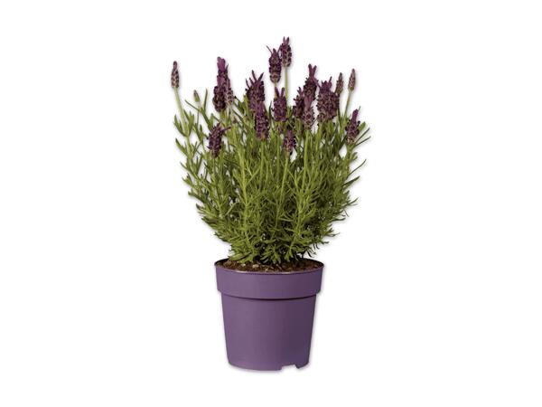 Schopf-Lavendel