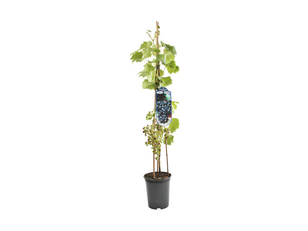 Vindrueplante
