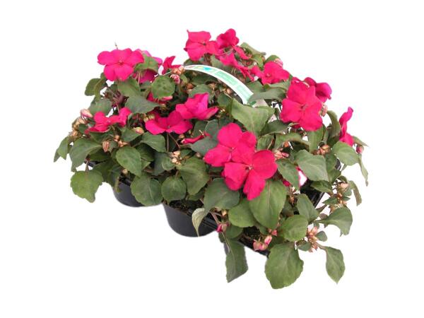 Bedplanter
