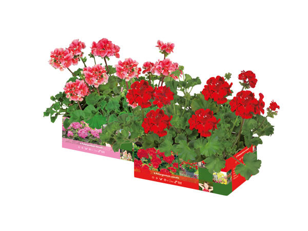 Pelargoner, stående