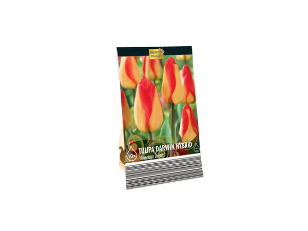 Premium Bulbs1