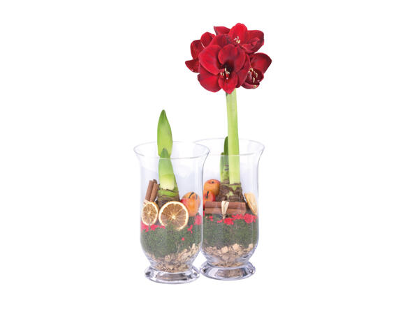 Amaryllis i glasvas