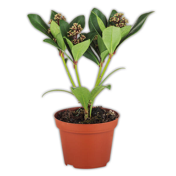 Skimmia japonica / Silberland