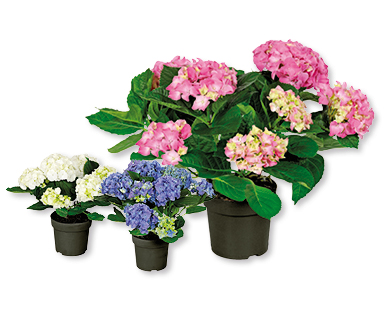Hortensia