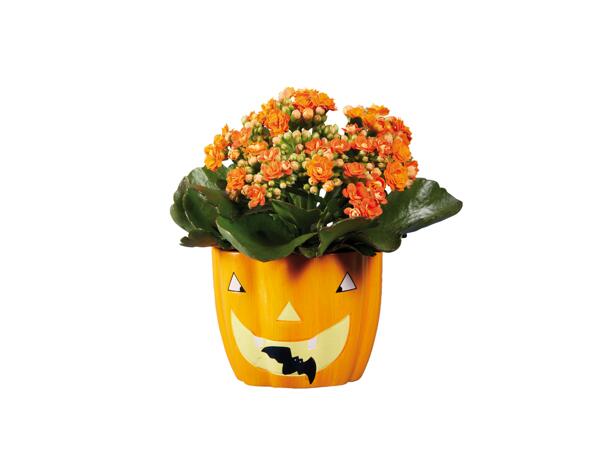 Flowering Plants In Halloween Pot