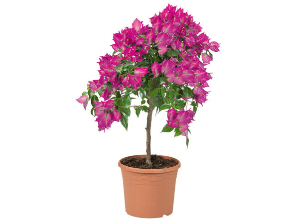 Bougainvillea Stamm