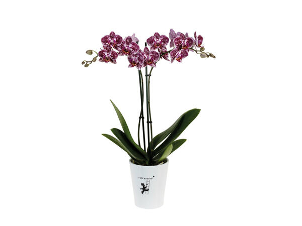 Orchidée Phalaenopsis dans un pot en céramique