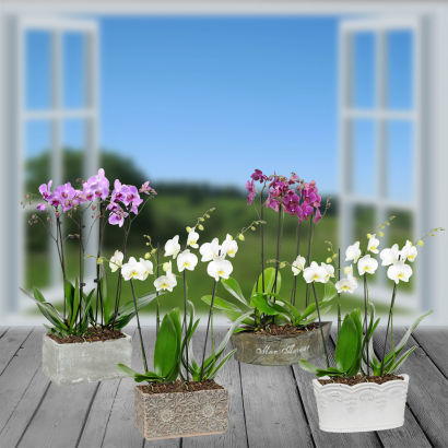 Orkidé sammenplantning