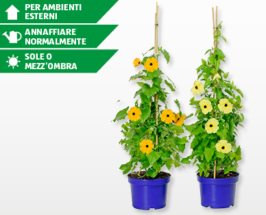 Thunbergia