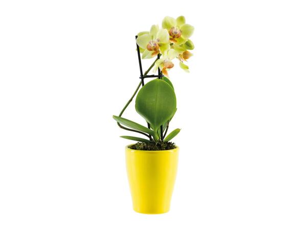 Mini Orchid in Ceramic