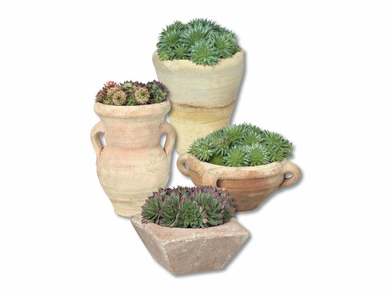 Piante per giardini rocciosi in vaso di grès