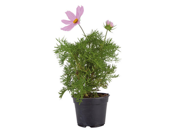 Plantes ou arbustes à floraison estivale