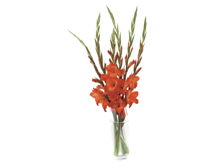 British Gladioli