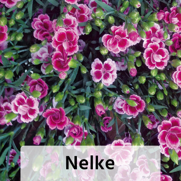 Bodendecker Phlox / Nelke