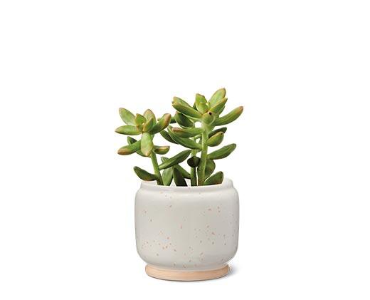 Petite Succulent Assorted Varieties