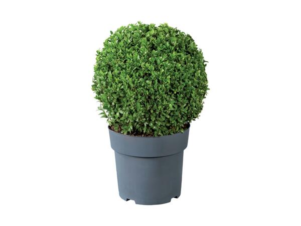 Large Buxus Ball