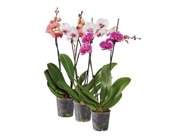 Phalaenopsis 2 stems