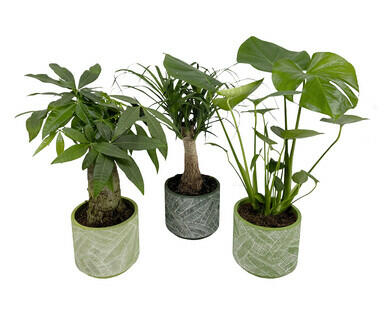 PLANTE VERTE DANS UN POT EN CÉRAMIQUE
