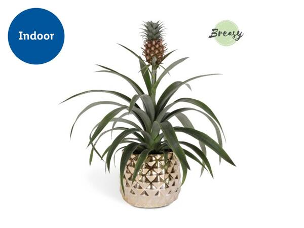 Golden Pineapple Plant