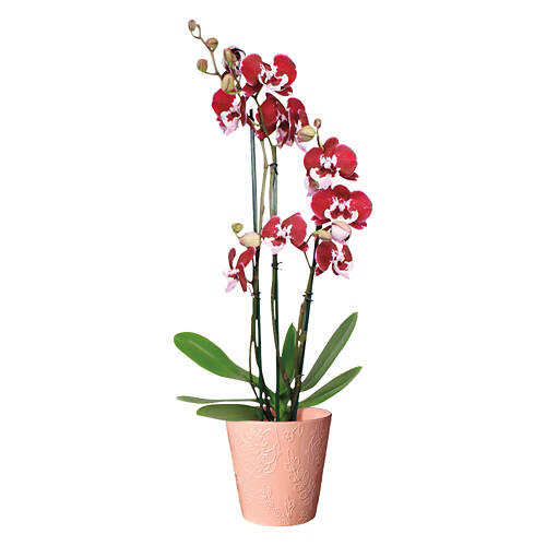 5" Mother's Day Orchid - Assorted Color
