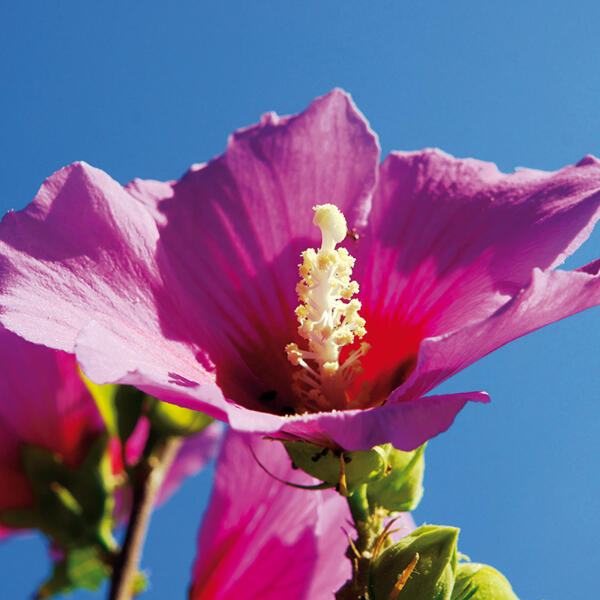 Gartenhibiskus