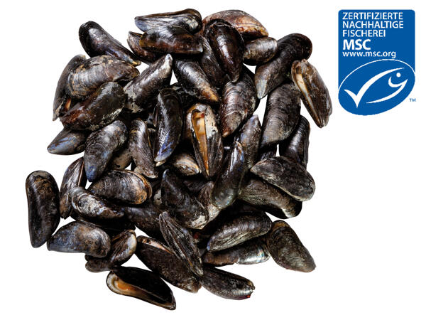 Frische MSC-Miesmuscheln