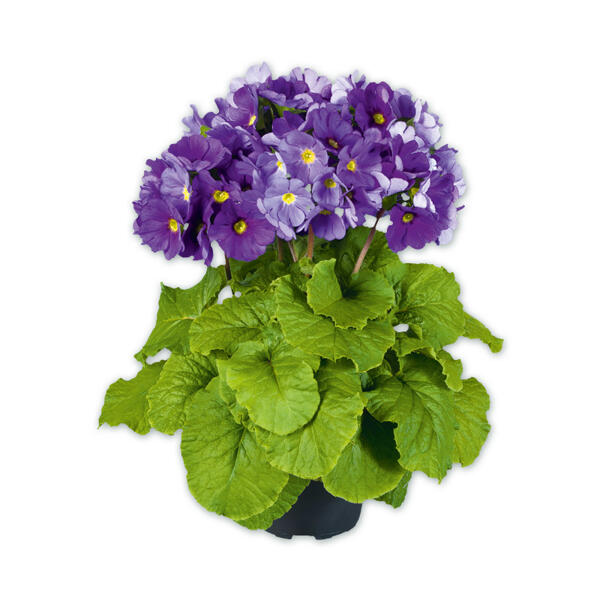 Primula Obconica "Touch me"