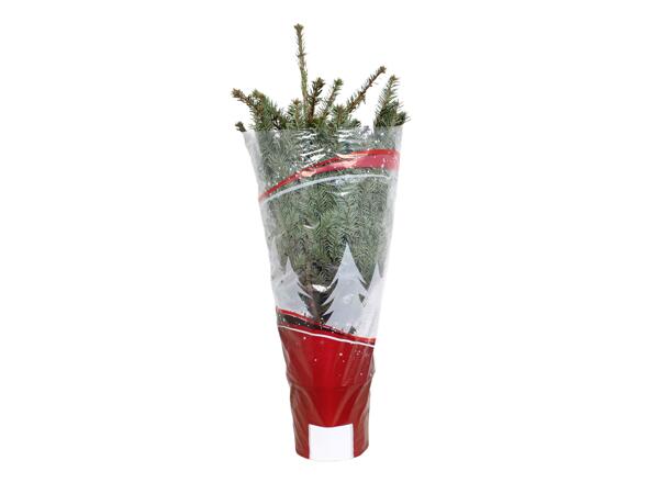 Medium Christmas Tree