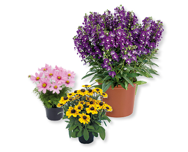 Arbuste à floraison estivale