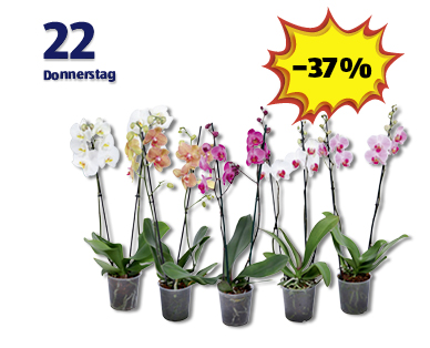 Phalaenopsis 2-Trieber